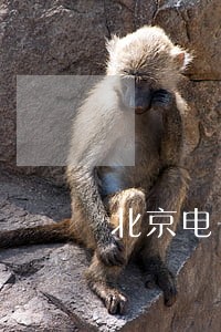 北京电子商务法律顾问 北京电子商务法律顾问