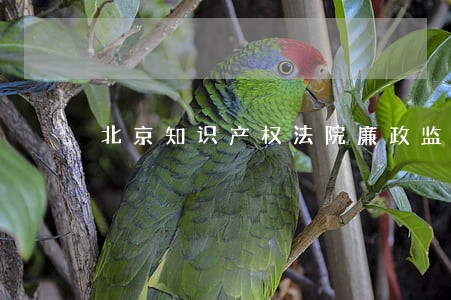 北京知识产权法院廉政监督卡 北京知识产权法院廉政监督卡
