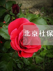 北京社保的诉讼实效 北京社保的诉讼实效