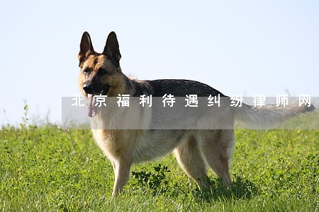 北京福利待遇纠纷律师网站 北京福利待遇纠纷律师网站