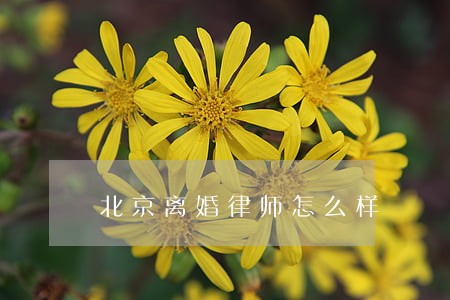 北京离婚律师怎么样