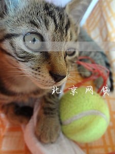 北京网贷平台逾期处理 北京网贷平台逾期处理