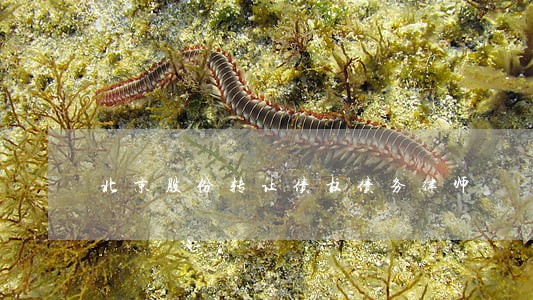 北京股份转让债权债务律师 北京股份转让债权债务律师