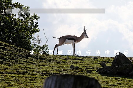 北京西城区执行法律顾问 北京西城区执行法律顾问