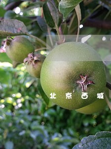 北京西城鉴定的电话号码 北京西城鉴定的电话号码