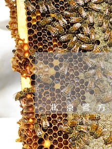 北京警方专项整治涉牌违法 北京警方专项整治涉牌违法