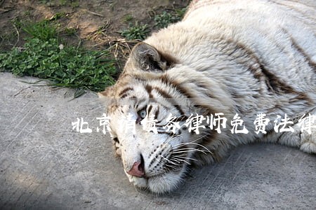 北京请债务律师免费法律咨询 北京请债务律师免费法律咨询