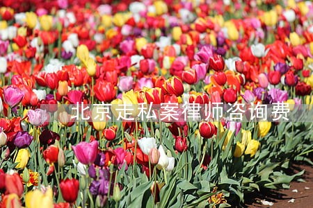 北京走私案律师咨询费