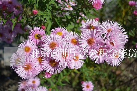 北京逾期5次公积金能贷款吗 北京逾期5次公积金能贷款吗