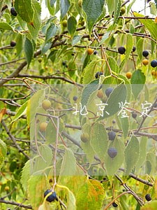 北京鉴定人考试题 北京鉴定人考试题
