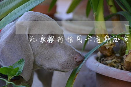 北京银行信用卡逾期协商分期 北京银行信用卡逾期协商分期