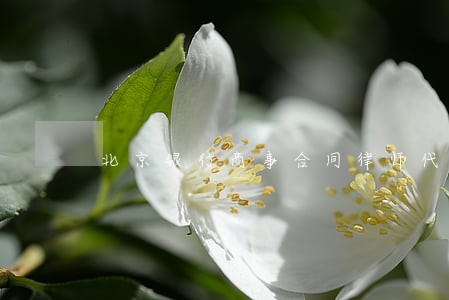 北京银行商事合同律师代理 北京银行商事合同律师代理