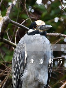 北京银行放贷逾期还款后果 北京银行放贷逾期还款后果