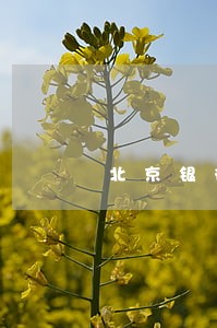 北京银行逾期15天