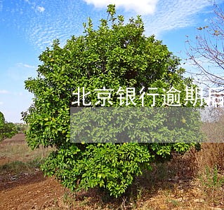 北京银行逾期后多久更新征信 北京银行逾期后多久更新征信