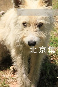 北京集佳是大所吗 北京集佳是大所吗