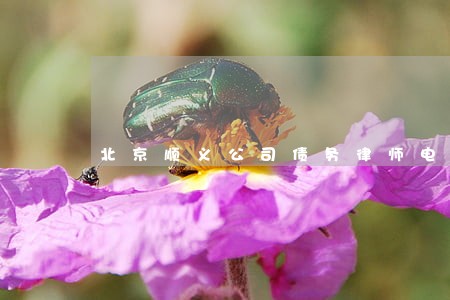 北京顺义公司债务律师电话咨询 北京顺义公司债务律师电话咨询