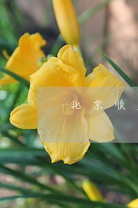 北京顺义房地产纠纷律师 北京顺义房地产纠纷律师