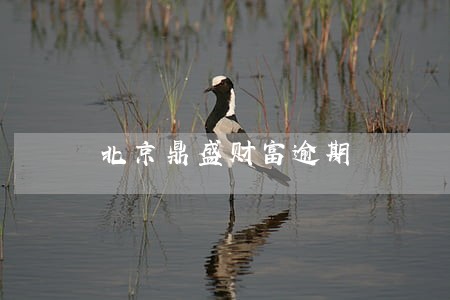 北京鼎盛财富逾期 北京鼎盛财富逾期