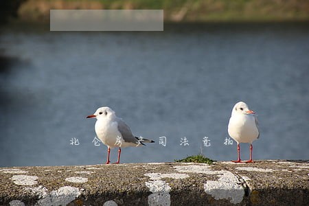 北仑房产司法竞拍