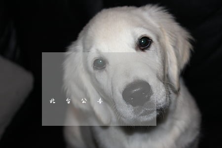北台公告