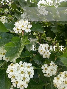 北大期末刑法总论考试试题 北大期末刑法总论考试试题