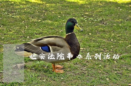 北安法院举办系列活动 北安法院举办系列活动