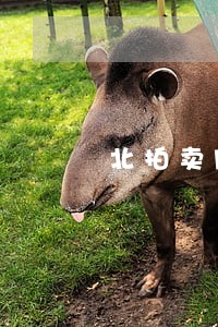 北拍卖网