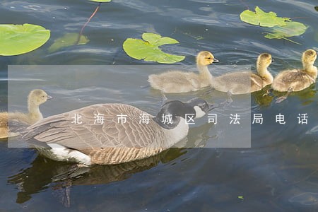 北海市海城区司法局电话 北海市海城区司法局电话