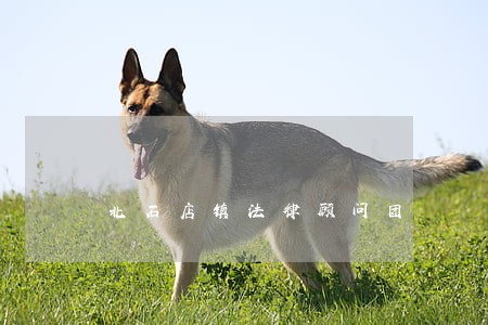 北石店镇法律顾问团 北石店镇法律顾问团