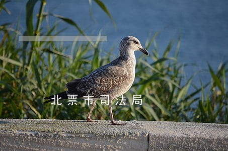 北票市司法局 北票市司法局