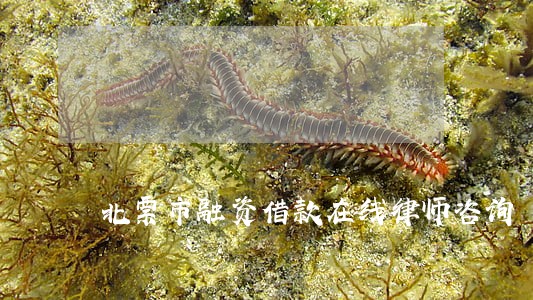 北票市融资借款在线律师咨询 北票市融资借款在线律师咨询
