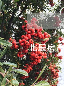 北辰房产继承遗嘱律师 北辰房产继承遗嘱律师