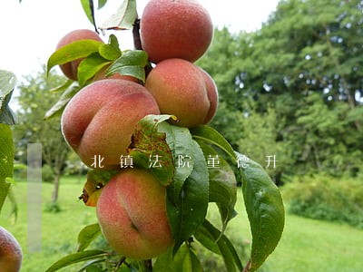 北镇法院董德升 北镇法院董德升