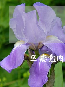 区委党内法规的建设实施方案