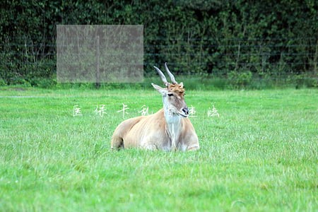 医保卡乱借违法 医保卡乱借违法