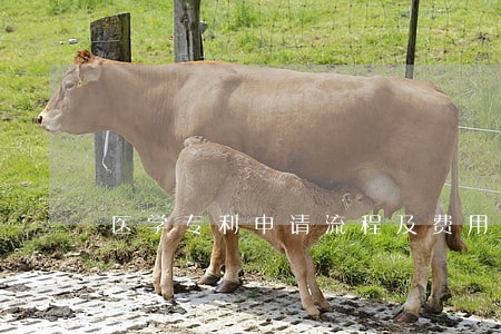 医学专利申请流程及费用 医学专利申请流程及费用