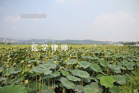 医学律师 医学律师