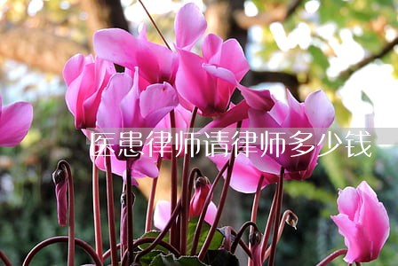 医患律师请律师多少钱 医患律师请律师多少钱