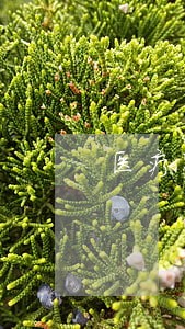 医疗器械注册法规依据有哪些 医疗器械注册法规依据有哪些