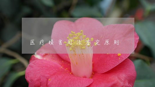 医疗损害司法鉴定原则 医疗损害司法鉴定原则