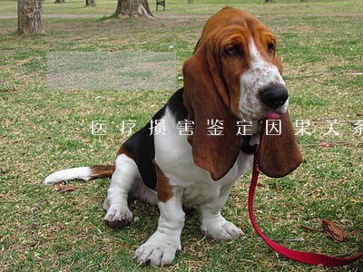 医疗损害鉴定因果关系去哪里 医疗损害鉴定因果关系去哪里