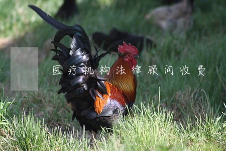 医疗机构法律顾问收费 医疗机构法律顾问收费