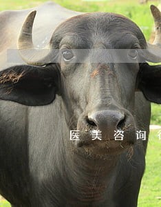 医美咨询律师 医美咨询律师