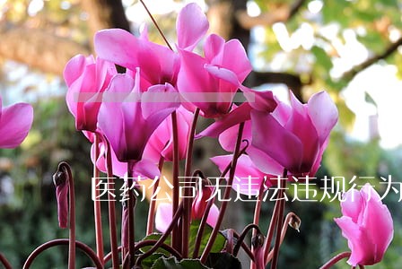 医药公司无违法违规行为承诺书 医药公司无违法违规行为承诺书
