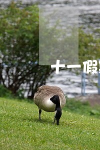 十一假期网贷逾期 十一假期网贷逾期
