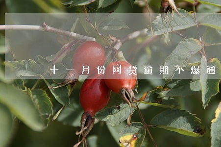 十一月份网贷逾期不爆通迅录吗 十一月份网贷逾期不爆通迅录吗
