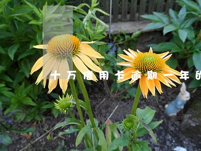 十万信用卡逾期一年的后果
