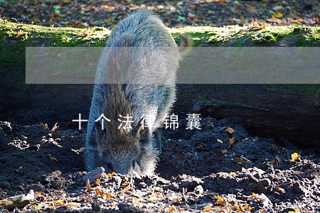 十个法律锦囊 十个法律锦囊