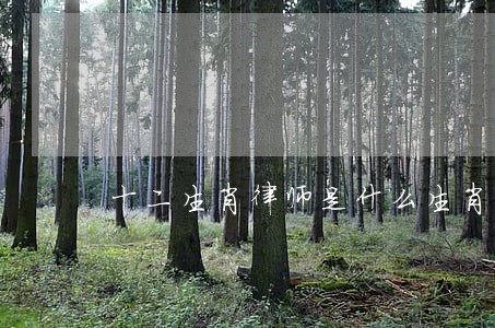 十二生肖律师是什么生肖